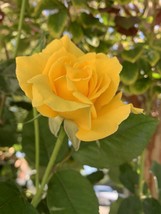 Fresh Radiant Perfume Rose Fragrant Large Yellow￼ Rose - 20 Seeds 2023 - Usa - $22.98