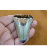 (S268-e) big 2-9/16&quot; Fossil MEGALODON Shark Tooth Teeth JEWELRY love meg... - £65.68 GBP