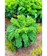 MBK 25 Dragon Tongue Wax Bean Seeds Fast Ship - €11,06 EUR