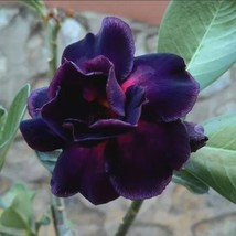 Desert Rose Purple Plum 2 Inch Pot 2 Plants New Fresh  - $75.00