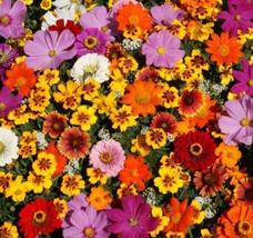 Wildflowers - Cut Flower Seeds - Organic - Non Gmo - Heirloom Seeds - £4.78 GBP