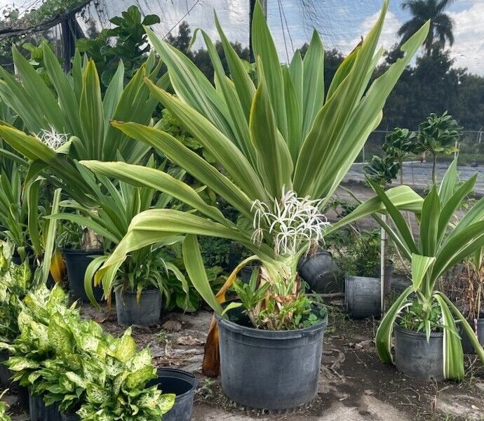 Crinum Lily Variegated Live Plant~Giant Crinum Asiaticum Spider Lily 12 To 15" - Plants & Seedlings