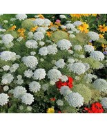 MBK Dahlia Kelvin Floodlight 3 Plant Divisions &amp; Tubers Summer Flower Fa... - €44,33 EUR