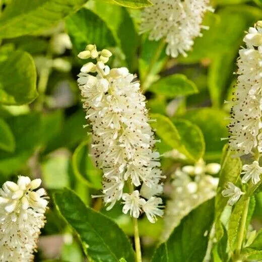 30 Hummingbird Sweet Pepperbush Seeds Clethra Alnifolia Hummingbird Fresh Seeds - $14.50