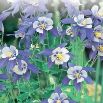 100 Blue Star Columbine Flower Seeds Fast Ship Fresh Seeds USA SELLER - £11.13 GBP