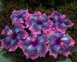 25 Pink Black Purple Hibiscus Flower Exotic Hibiscus Best Seller - £8.20 GBP