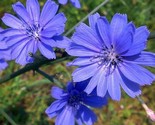 Chicory Seeds 300 Blue Flower Garden Italian Dandelion Non Gmo Fast Ship... - $8.99