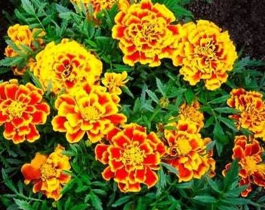Jumbo Marigold Crackerjack Mixed Flower Seeds Organic Flower Seeds Flowe... - $2.98