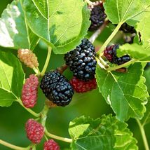 FROM US Tropical Fruit Tree 24”-36” Morus Rubra (Mulberry) TP15 - £59.93 GBP