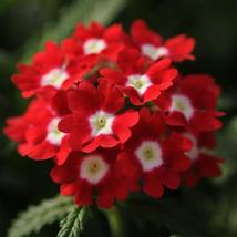 150 Verbena Seeds Quartz XP Red With Eye Flower Seeds - Garden & Outdoor Living - $49.99