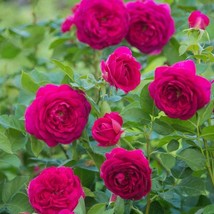 New Fresh Seeds Celestial Nights Scented Rose Bush Seeds - £11.83 GBP