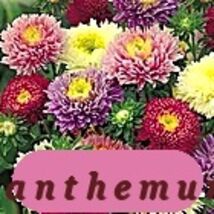 1000+ Powder Puff Rare Variety Aster Seeds Rainbow Mix Chrysanthemum Fre... - $120.47 MXN