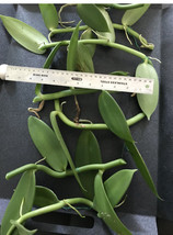 2 cuts Vanilla Bean Orchid, 10” Aprox  each Inches Fresh Cutting - £36.04 GBP