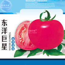 Fresh Seeds Tomato Giant Rose Pink Fruit Seeds 1000 Seeds Tasty Indeterm... - $34.26