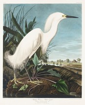 12110.Poster print or Canvas wall decor interior design.Audubon bird.Snowy Heron - $16.20+