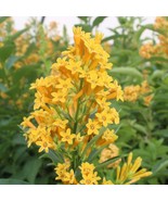 PSA Cestrum Orange Peel Jessamine Or Jasmine 1 Plant Fast Grow - $56.36 CAD