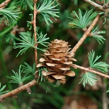 25 Japanese Larch Tree Conifer Pine Cones Bonsai Larix Kaempferi Seeds US Seller - £6.05 GBP