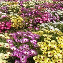 1000 Iceplant Flower Seeds Mixed Dorotheanthus Bellidiformis Annual USA ... - £10.74 GBP