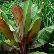 Ensete Maurelii - Red Abyssinian Banana - 12-14 Inches tall - £31.85 GBP