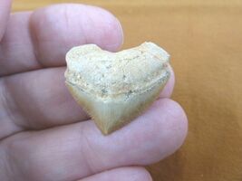 S1710-17) HEART Fossil SQUALICORAX Crow Raven Shark Tooth teeth necklace... - $252.34 MXN