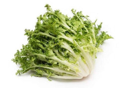 FRESH Green Curled Ruffec Endive 500 Seeds  - £3.16 GBP