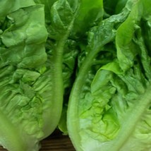 USA Seller 1000 Little Gem Romaine Lettuce Seeds Free Shipping - £12.85 GBP