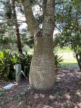Queensland Bottle Tree Brachychiton rupetris 10 Seeds - €5,05 EUR