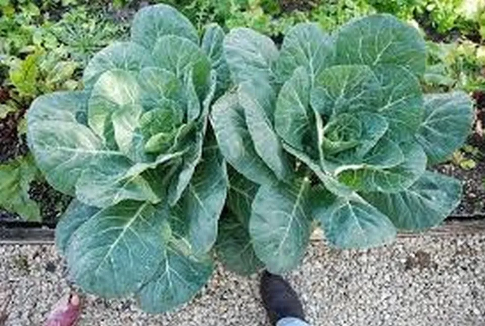 200 Fresh Seeds Collards Georgia Southern - £9.27 GBP