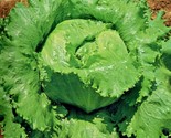 600 Seeds Great Lakes Batavian Head Lettuce Seeds Organic Spring Fall Ga... - $8.99