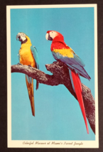 Colorful Macaws Parrot Jungle Bird Miami Florida FL Curt Teich UNP Postc... - $5.99