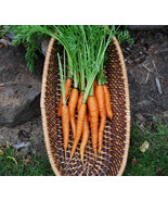 Little Finger Carrot Seeds Crisp One Gram Approx 750 Fast US Shipping - $20.17 CAD