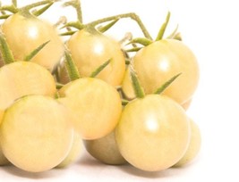 SEEDS = =10 Seeds White Cherry Tomato -Good for Sauce and Fresh- Freezing  - £3.15 GBP