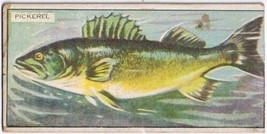 Cowan Co Toronto Card Pickerel Canadian Fish - £7.78 GBP
