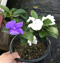 Live Plant Fragrant Flowers Brunfelsia Yesterday, Today, Tomorrow Color Changing - £54.33 GBP