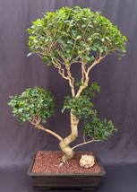 Flowering Ligustrum Bonsai Tree Curved Trunk &amp; Tiered Branching Style  (ligustru - £579.53 GBP