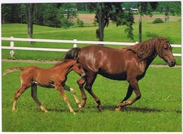 Postcard Animal Morgan Horse &amp; Foal - £2.24 GBP
