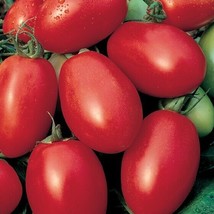 50+ Seeds Viva Italia Tomato Tomatoe Vegetable Garden Edible Canning Fro... - $8.94