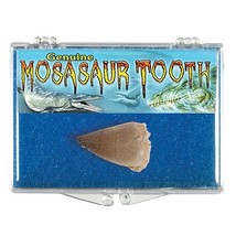 (1) Genuine Fossil Mosasaur Tooth *Includes Clear Acrylic Display Case* - £5.50 GBP