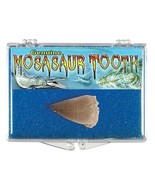 (1) Genuine Fossil Mosasaur Tooth *Includes Clear Acrylic Display Case* - $133.04 MXN