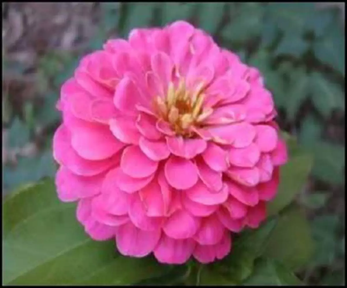 250 Luminosa Pink Zinnia Elegans Flower Seeds Usa Seller - £8.18 GBP