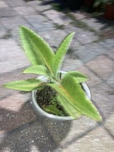 Kalanchoe Humilis Donkey Ears 1 Live Plant In 5” Pot - £11.87 GBP