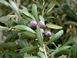 1 Pcs Starter Plant 3&quot; Tall Arbequina Olea Europaea Plant, Olive Tree  | RK - £27.95 GBP