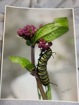 J D Klinsky Photo Monarch Caterpillar Signed 8.5”x11” - £3.71 GBP