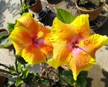 20 Yellow Hibiscus Seeds Perennial Flowers Flower Seed 67 - $5.99