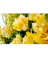 1 Live Plant 4&quot; GOLD Bougainvillea Flower For Garden - €72,17 EUR