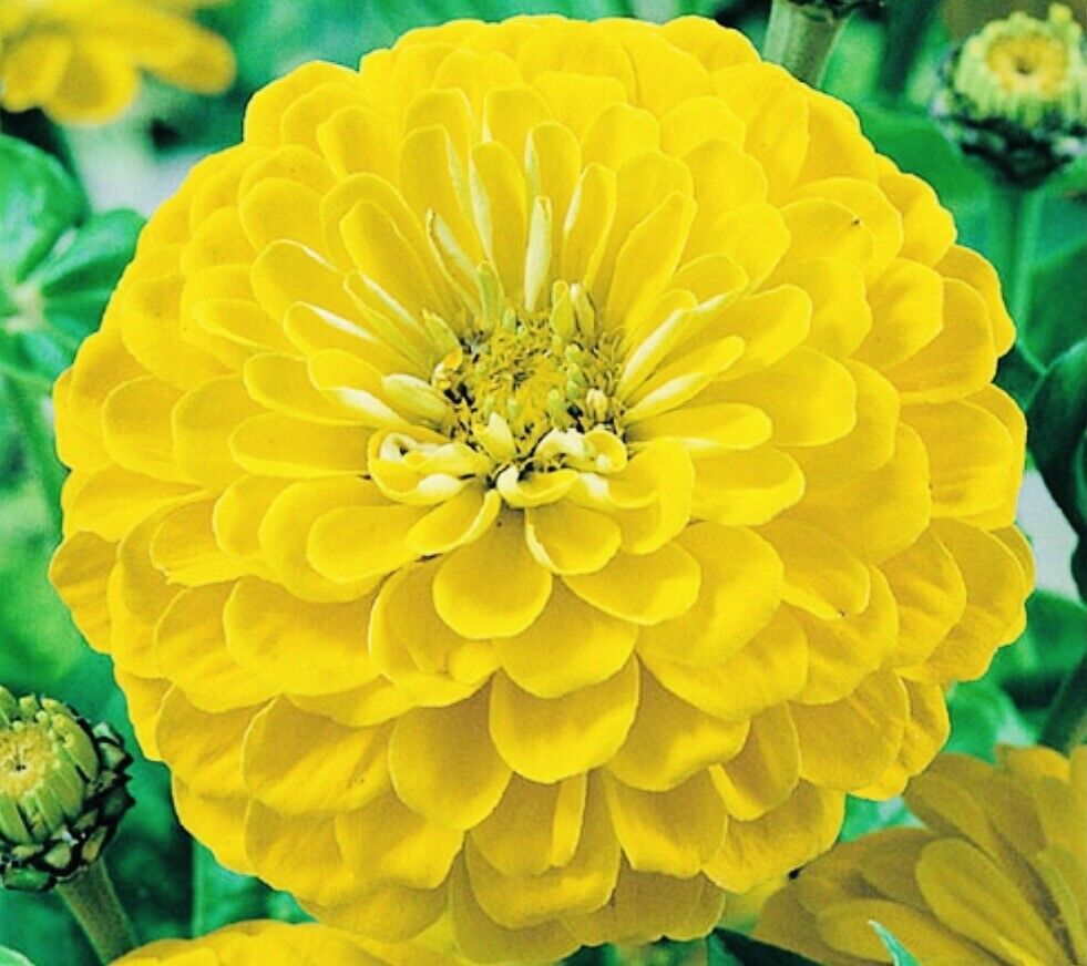 Zinnia Canary Bird Flower Seeds Freshharvest New Fresh  - $3.98