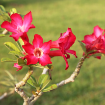 Desert Rose Adenium Rose Red Single Petal Flowers  - 2 Seeds - £5.54 GBP