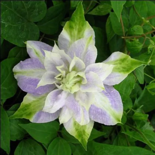 Fresh 25 Dbl Purple Green Clematis Seeds Flowers Perennial Seed Flower - £7.65 GBP