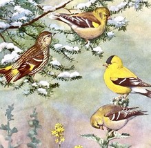 American Goldfinch Pine Siskin 1955 Plate Print Birds Of America Nature ... - €26,29 EUR