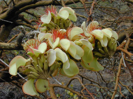 Adenanthera Pavonina False Wiliwili Red Bead Tree 10 Seeds Seeds Fresh Fast Ship - £12.63 GBP